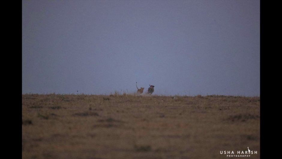Lion chase and hunt in Masai Mara